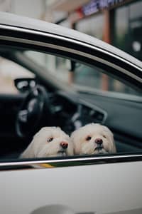 california law about dogs in cars