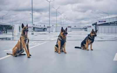 what are the dog laws in california