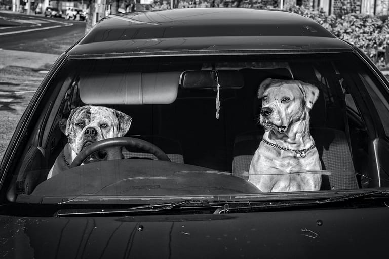The Ins And Outs Of California Law About Dogs In Cars: